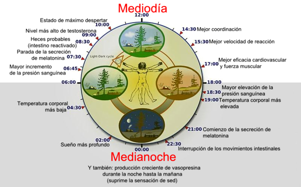 Ritmo Circadiano